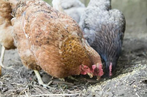 Chickens eating Stock Photos