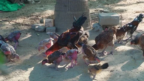 Chickens eating rice. Tradition farm of ... | Stock Video | Pond5