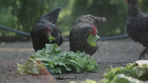 Chickens eating salad 動画素材 89866749
