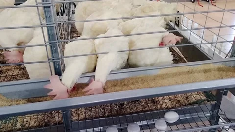 Chickens eating from a trough. Video stock 236792865