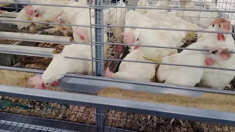 Chickens eating from a trough. Video stock 236792889