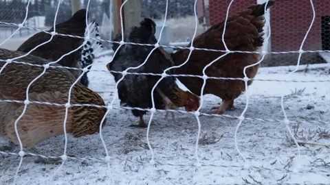 Chickens Eating in Winter Video stock 102730500