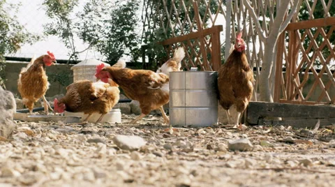 Chickens eating in the yard Stock Footage 40852407