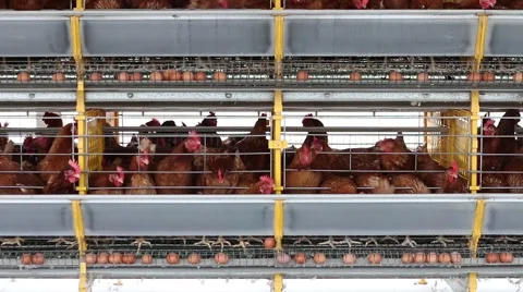 Chickens in egg farm Video stock 51215296