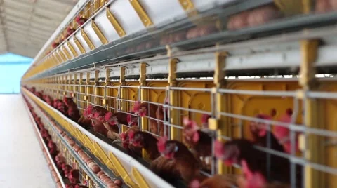 Chickens in egg farm 動画素材 51216355