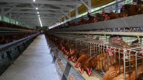 Chickens in egg production 库存影片 62633222