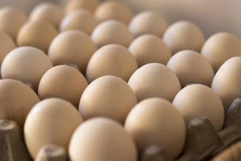 Chicken's egg put perspective lined in the paper egg tray. stock photo. Stock Photos