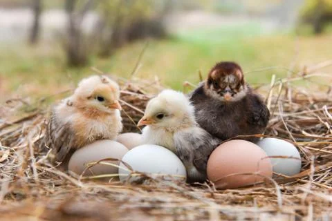 Chickens with eggs in egg box Stock Photos