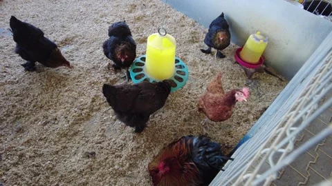 Chickens explore their pen and drink water from feeders in a farm setting Stock Footage 340357305
