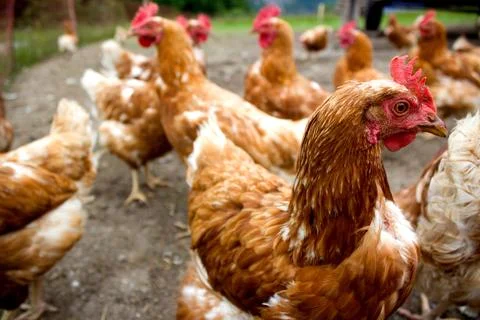 Chickens exploring the lush fields Stock Photos