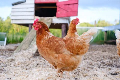 Chickens exploring their outdoor environment in front of a rustic chicken c.. Stock Photos