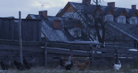 Chickens in a farm 1 Stock Footage 89923335