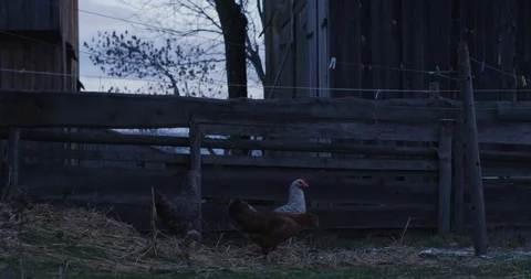 Chickens in a farm 2 Stock Footage 89924168