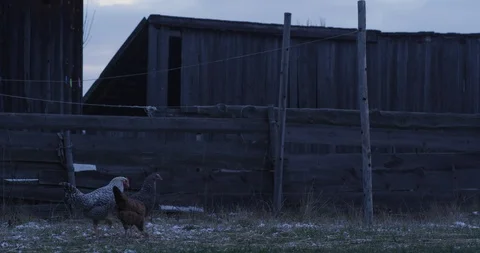 Chickens in a farm 3 Stock Footage 89927100