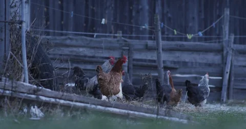 Chickens in a farm 4 Stock Footage 89982825