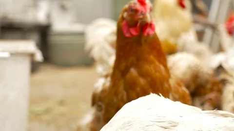 Chickens on the farm eat wheat Stock Footage 80278847
