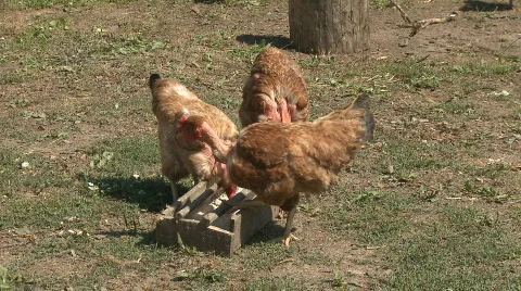 Chickens in farm Stock Footage 304965