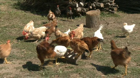 Chickens in farm Stock Footage 355639