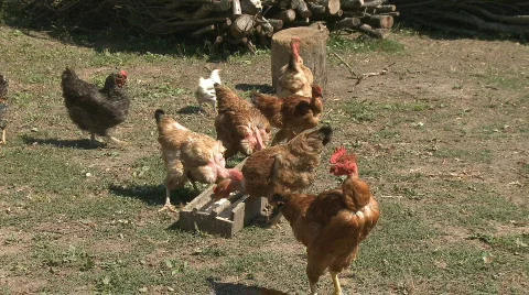 Chickens in farm Stock Footage 620169