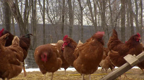Chickens on the Farm Stock Footage 27510939