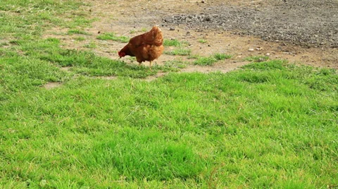 Chickens in farm Vidéo 31748193