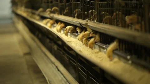 Chickens on the farm Stock Footage 36299782