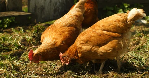 Chickens at farm 库存影片 38843593