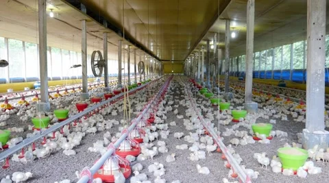 Chickens in the farm 库存影片 62413579