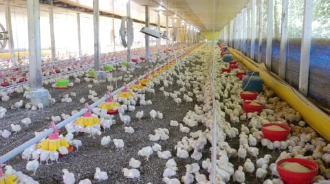 Chickens in the farm 库存影片 62534626