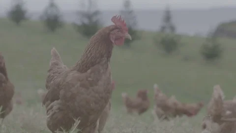 Chickens on a farm Stock Footage 73838835