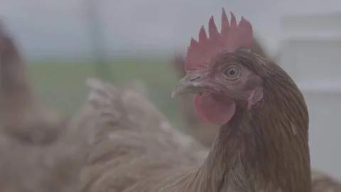 Chickens on a farm Stock Footage 73839546