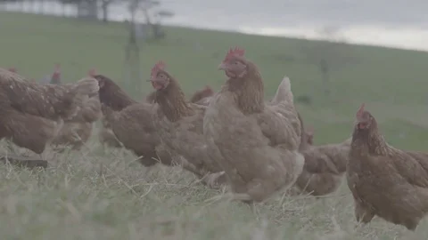 Chickens on a farm Stock Footage 73839697