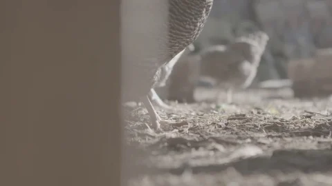 Chickens on a farm Stock Footage 73840551