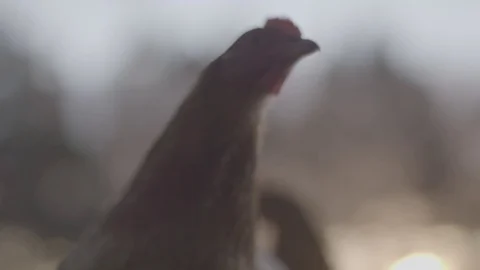Chickens on a farm Stock Footage 73840868