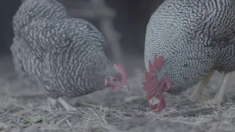 Chickens on a farm Stock Footage 73840949