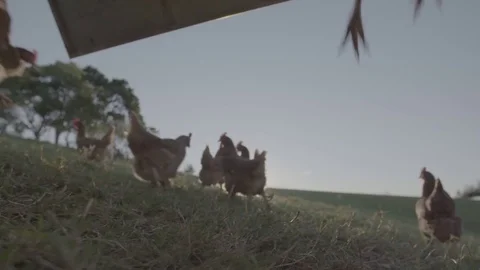 Chickens on a farm 스톡 동영상 73842876