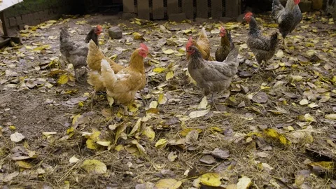 Chickens on the farm Vídeos de archivo 124651898