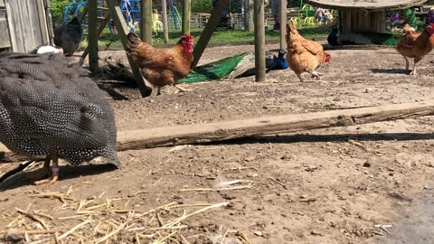 CHICKENS ON FARM Stock Footage 135018643