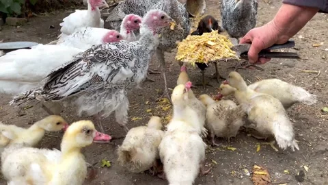 Chickens in the farm Stock Footage 163153925