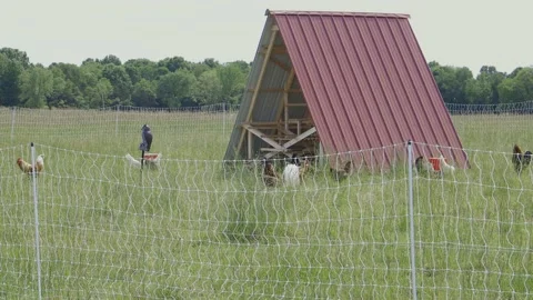 Chickens on a farm Stock Footage 198077333