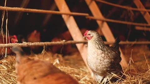 Chickens on a farm Stock Footage 229740593