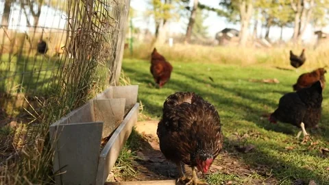 Chickens on a farm Stock Footage 234132877