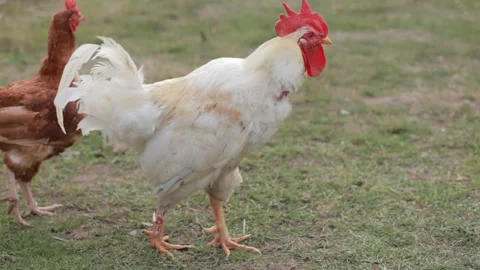 Chickens on the farm. 스톡 동영상 281725975