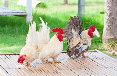 Chickens in farm Stock Photos