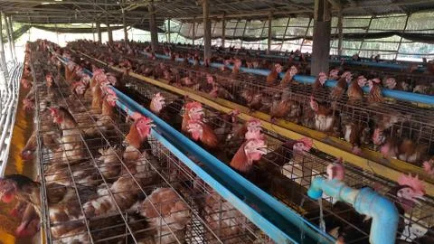 Chickens in the farm. Stock-Fotos