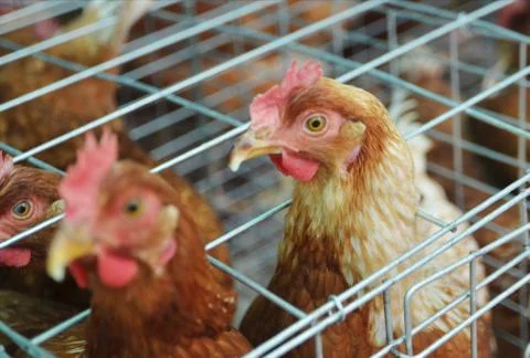 Chickens farm Stock Photos