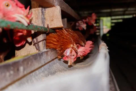 Chickens farm Stockfoto's
