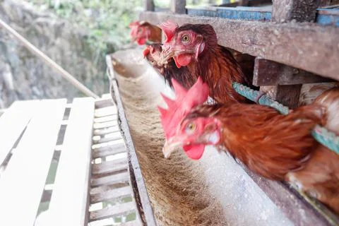 Chickens farm Stockfoto's