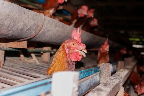 Chickens farm Stock Photos