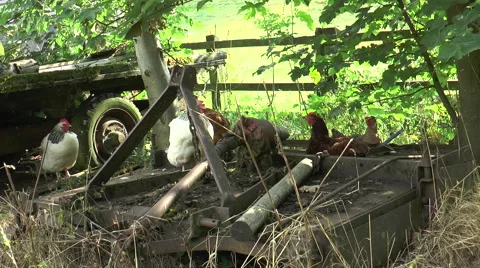 Chickens in farm yard 1 Stock Footage 40687227